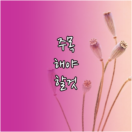 다이어트 도시락 100% 활용법 비용 줄이고 효과 높이는 비결
