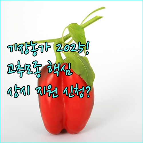 기장군 고추재배 농가 2025 모종 지원 상시 신청 안내